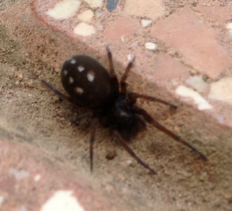 Nurscia albomaculata -